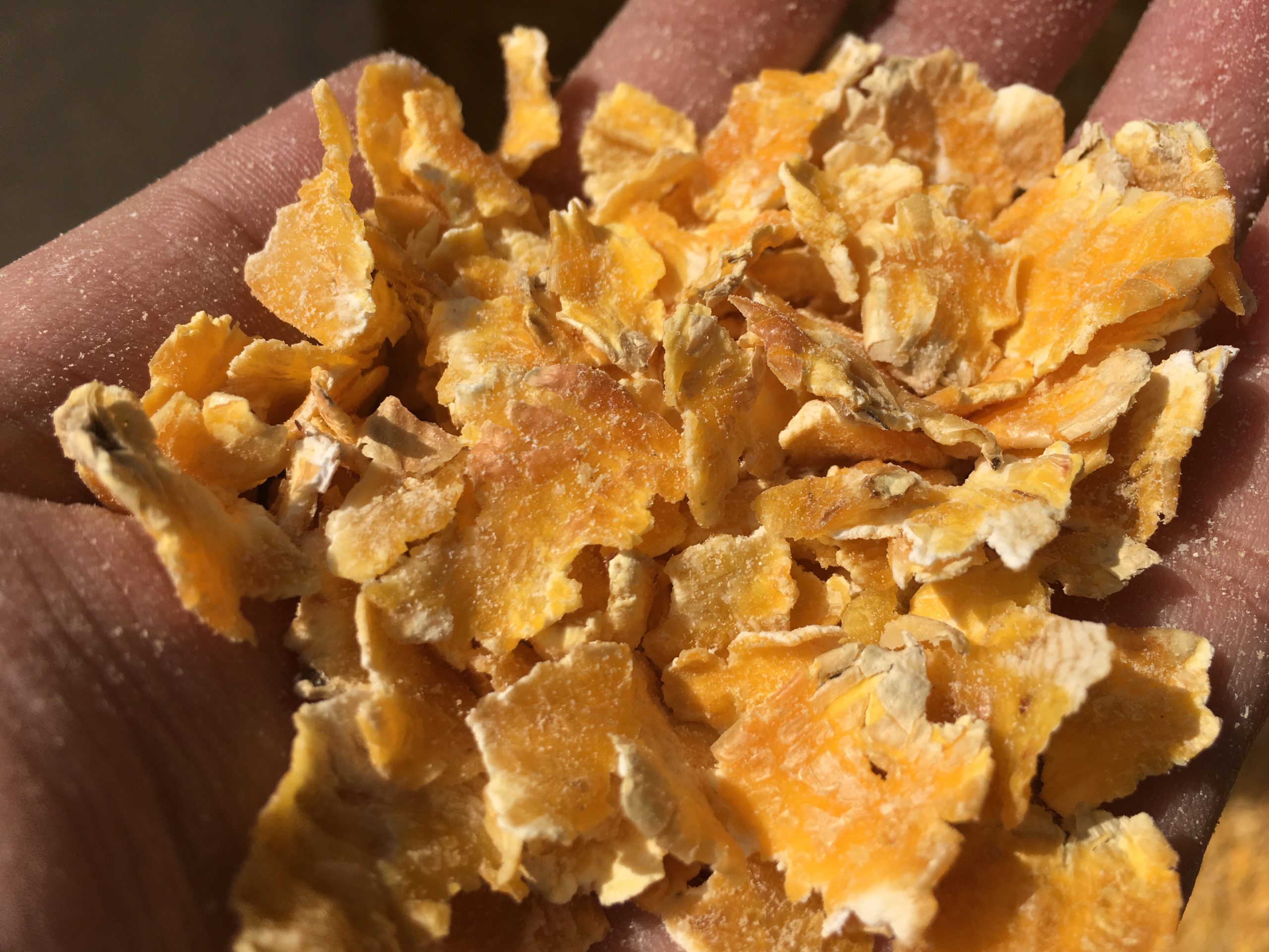 Corn Flaking feed