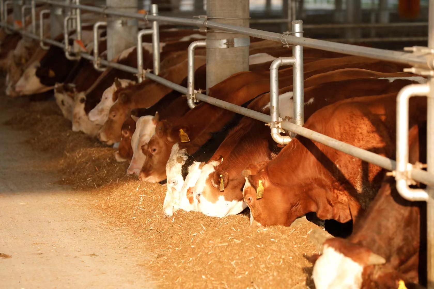Animals fed with flaked feed.