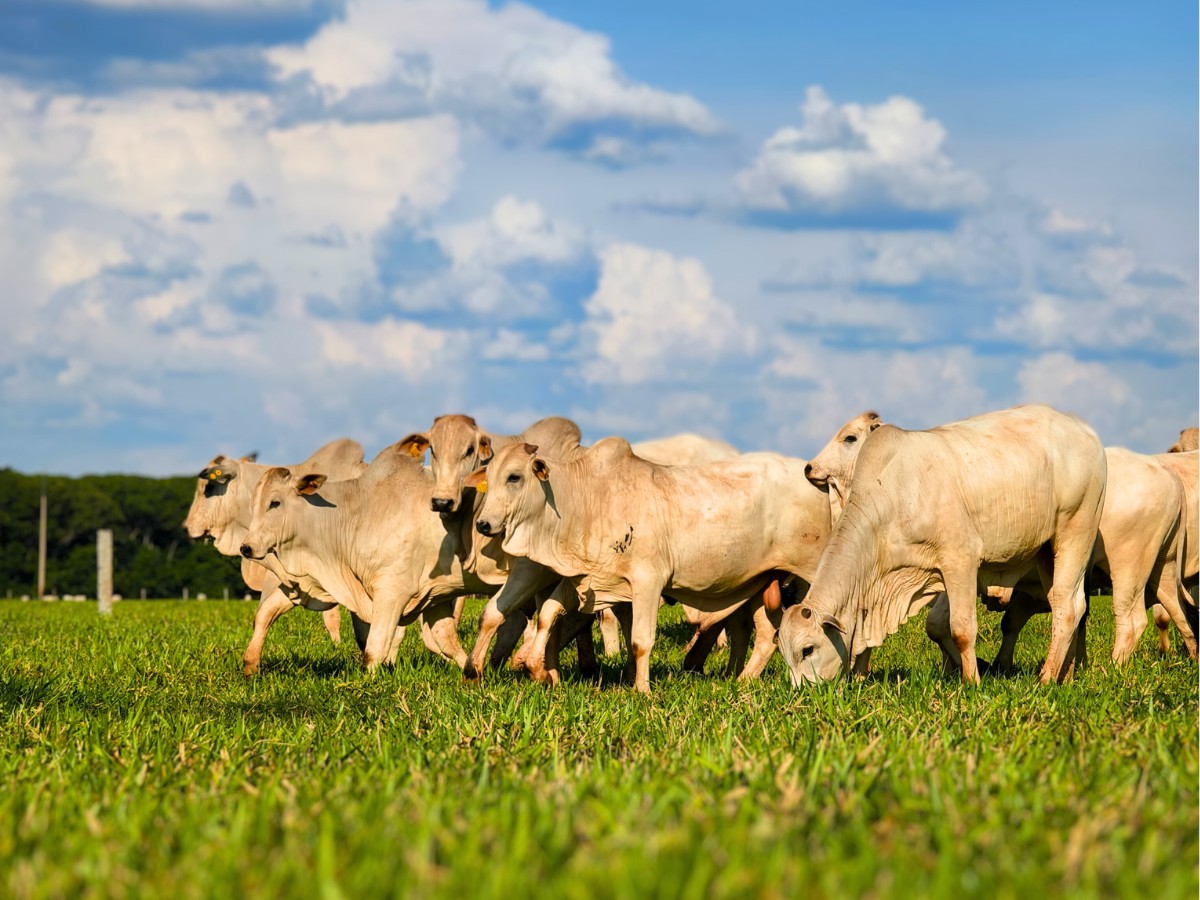 cattles