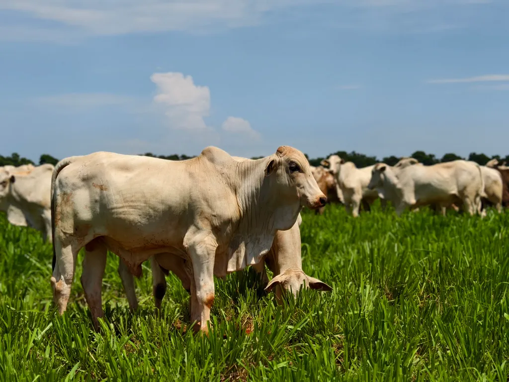 Cattle